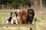 CAVALIER KING CHARLES 762